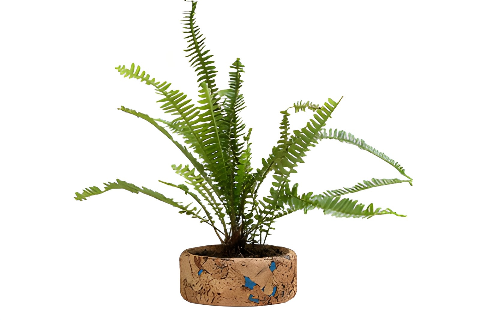 Flat Planter — corporate gift with your logo | ZYFTT