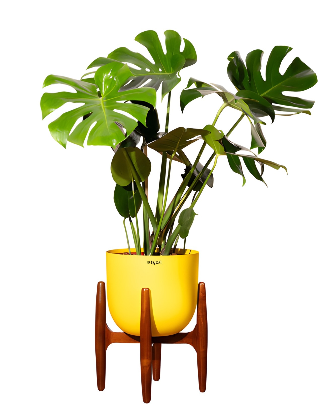 Monstera Deliciosa With Metal Self Watering Pot — corporate gift with your logo | ZYFTT