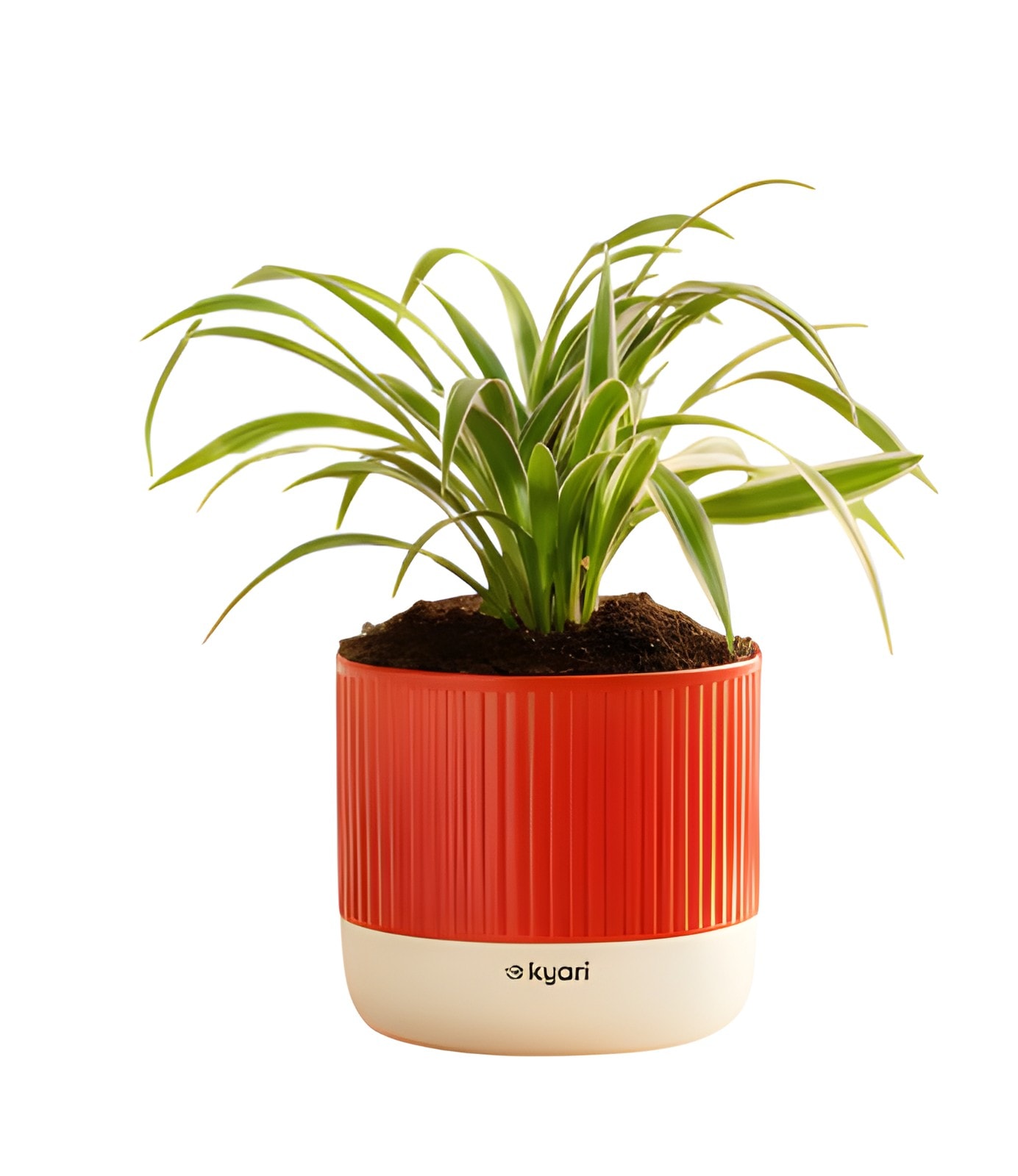 Spider Plant With Mylo Planter-Small Size — corporate gift with your logo | ZYFTT