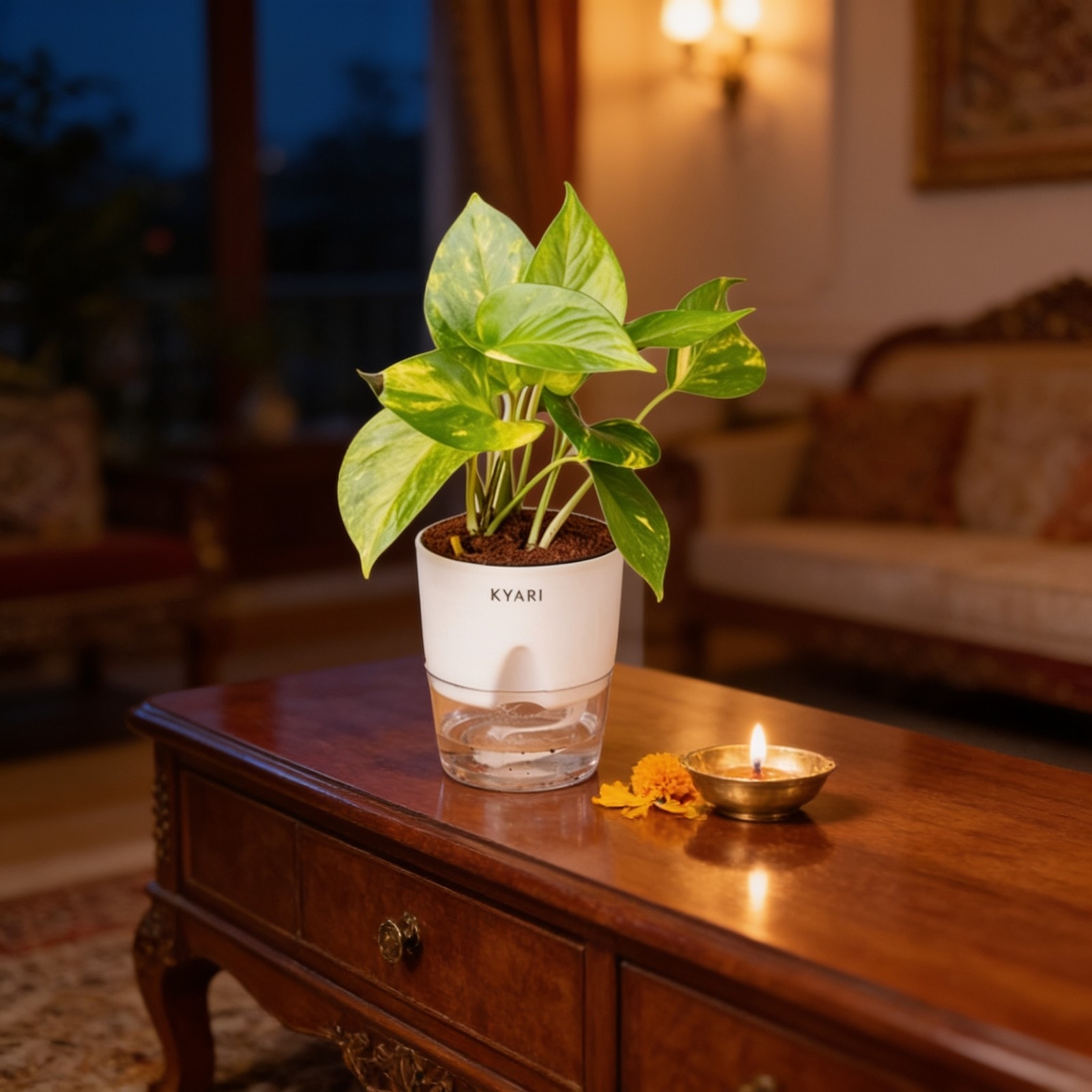 Money Variegated Plant-Small Size — corporate gift with your logo | ZYFTT